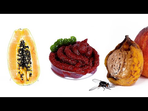 😲 Ultimate Rotting Food Timelapse Compilation