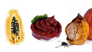 😲 Ultimate Rotting Food Timelapse Compilation