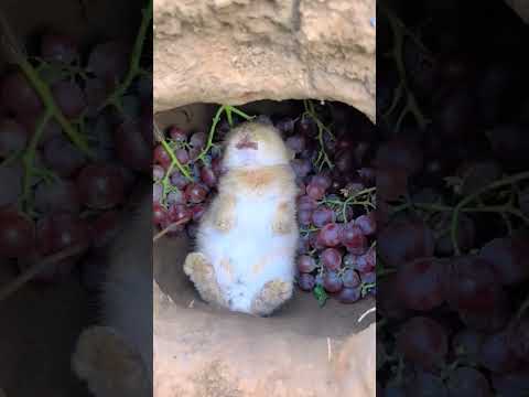 He is living his best life chilling underground eating grapes the cute bunny and the grapes