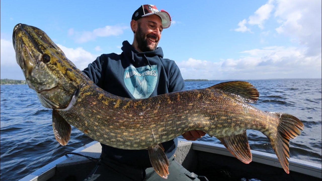 Big pike over meter in ireland - hd by catfish world