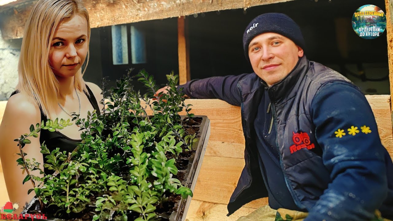 ВПЕРВЫЕ САМ ЗАМЕНИЛ ВЕНЦЫ СТАРОГО ДОМА НА ХУТОРЕ. ЧЕРЕНКУЕМ КУСТ И КРАСИМ КРЫШУ В ДОМИКЕ. .