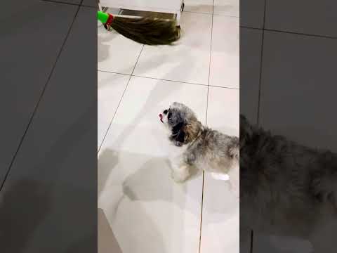 यूरो मम्मी को झाड़ू नहीं लगाने दे रहा #video #dog #funny 😂😂😍😍