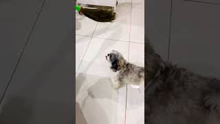 यूरो मम्मी को झाड़ू नहीं लगाने दे रहा #video #dog #funny 😂😂😍😍