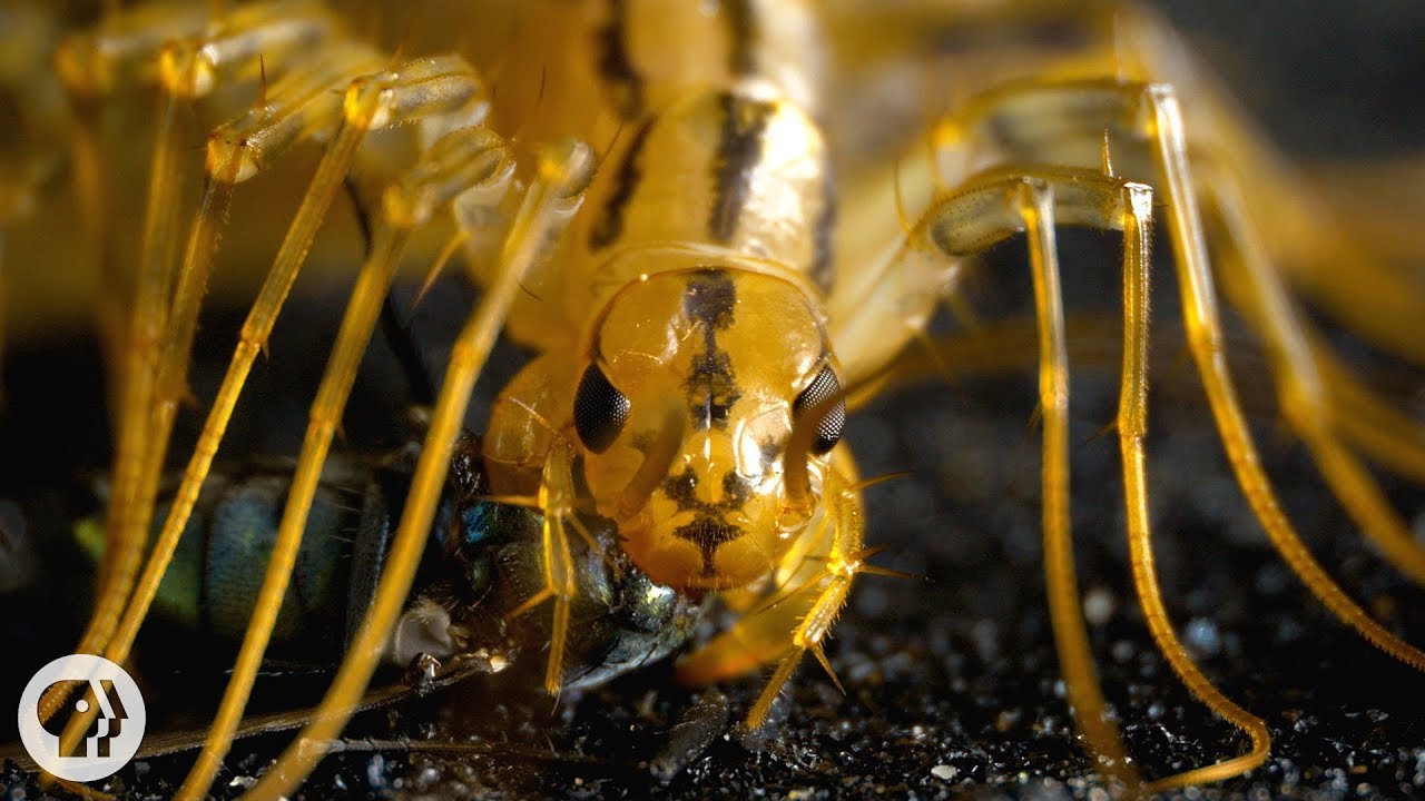The House Centipede is Fast, Furious, and Just So Extra
