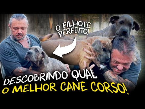 COMO ESCOLHER O CANE CORSO PERFEITO: GUARDA E COMPANHIA!