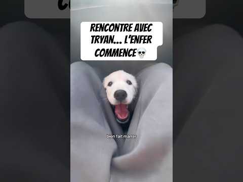 Ça s’est transformé en enfer..💀 #chien #goldenretriever #humour #animaux #pets #animals #puppy