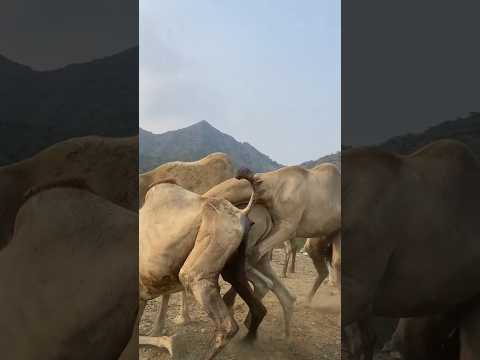 البعير مصامل من جهده على النياق #youtube #اكسبلور