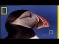 Puffin's Journey to the Sea