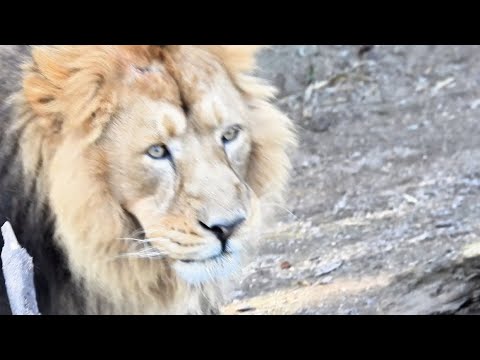Marvelous Lion