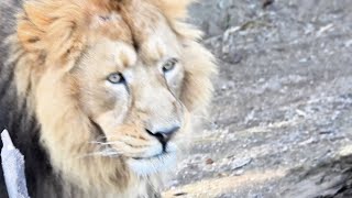 Marvelous Lion