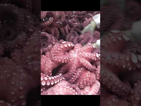 스케일이 남다른? 2,000kg씩 생산하는 압도적인 대량 생산 현장! #shorts / Parboiled Octopus Factory / Korean Factory Food