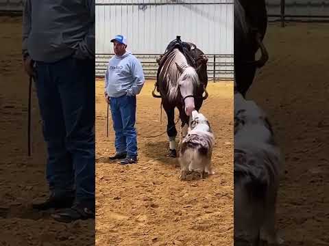 Dogs and Hoarse love
