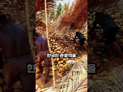 베트남 야자메트가 대박난이유#코코넛매트