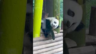 Lovely cute baby panda at Berlin Zoo, Germany 2025