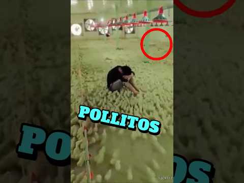 PERIO TODO… pero ELLOS no lo dejaron SOLO #guessinggame