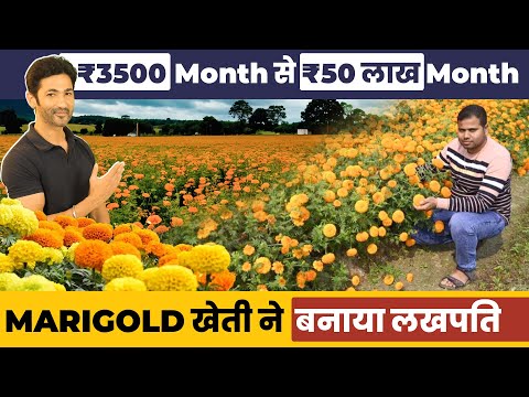 ₹50 लाख महीना कमाने वाले किसान की कहानी 🌼 गेंदा फूल (Marigold Farming) की खेती से बदली जिंदगी