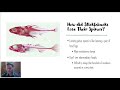 Genetic Variation and Stickleback Evolution