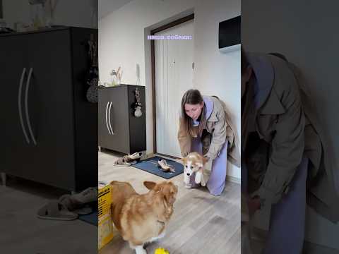 ПЕРВАЯ ВСТРЕЧА 🥹 #корги #корж #corgi #shortsvideo #собаки #милота #животные #коргимисси #shorts