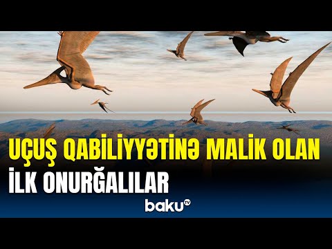 Bu onurğalılar səmanı necə fəth edib? | Alimlərdən maraqlı məlumatlar