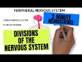 Exploring the Divisions of the Nervous System