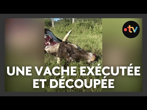 Une vache exécutée et sa viande découpée en plein champ