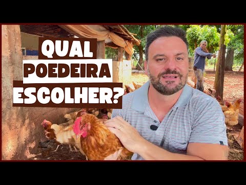 QUAL RAÇA ESCOLHER para PRODUZIR OVOS CAIPIRA