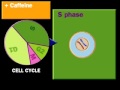 Cell Cycle Checkpoints and DNA Damage Assessment