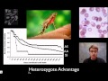 Biology Video Essentials 52: Cellular Variation