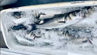 Commercial Lure Fishing for Bass & Mackerel - Catch Clean Cook 
