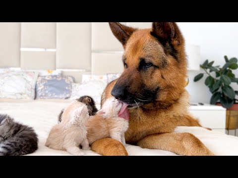 Tiny Kittens Love a Giant German Shepherd