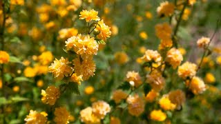 Instrumental Music To Relax Your Mind, Reduce Stress And Improve Sleep