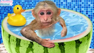 Bin Bon duck Monkey Baby Kittens Puppy Goes Koi Cat And swims Rabbits Animals Eats Egg Muckbang Asmr