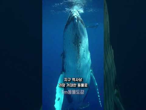 대왕고래?지구 역사상 최대 동물