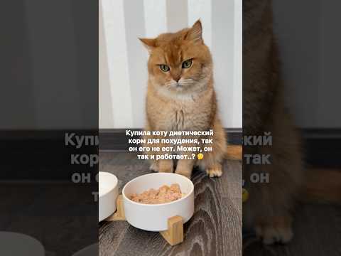 🤔 #котбурбон #котики #кот #юмор