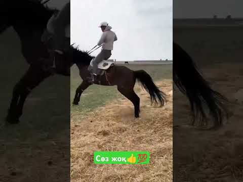 #асауүйрету ##жылқыныбаптау #жылқы#horse #лошадь #рекомендации #репост #рек
