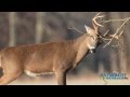 Deer Behavior and Adaptations