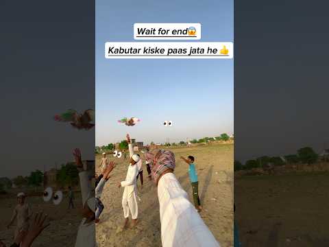 कबूतर को देख कर बचो का रिएक्शन 😱🥰 #shortsfeed #tranding #kabootar #pigeon #kabutar #shorts #feed