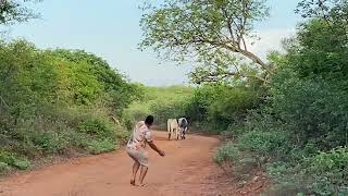 DOIS BOIS BRIGANDO NO MEIO DA ESTRADA E JOÃO TENTA SEPARAR (tbt)