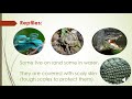 Reptiles, Fish, and Birds Characteristics