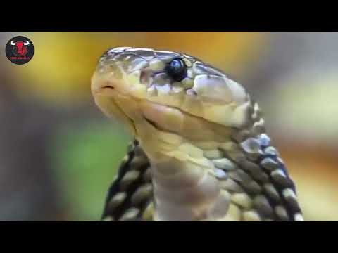 Cobra's Wild Life: Survival in the Untamed Wilderness