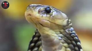 Cobra's Wild Life: Survival in the Untamed Wilderness