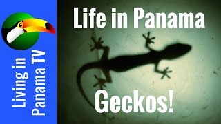 Life in Panama - You Cannot Avoid Geckos! - Check 'em out.