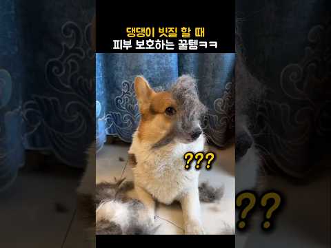 댕댕이 빗질 할 때 피부 보호하는 꿀템ㅋㅋ