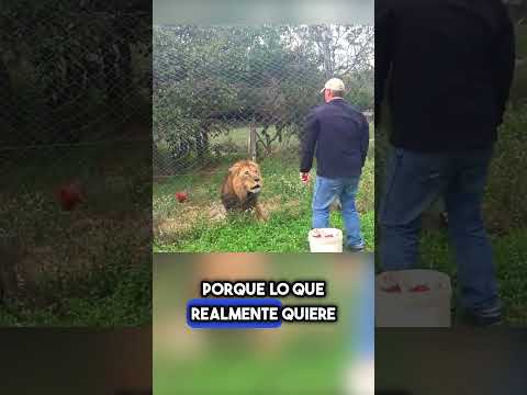 El león ignoró la carne… y fue por él 😱🦁 #shorts