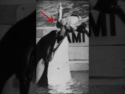 Este DELFÍN hizo algo INIMAGINABLE 🐬