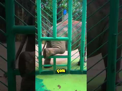 Bu Filin Zekâsı İnsanları Şaşkına Çevirdi! 🐘💫