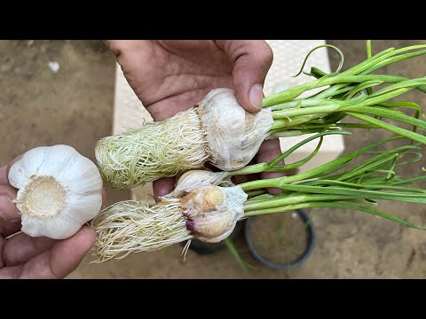 ازرع الثوم بهذه الطريقة واحصل على العديد من رؤوس الثوم بوقت قصير 🧄🌿 زراعة الثوم Growing Garlic