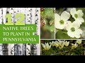 Native Trees of Pennsylvania
