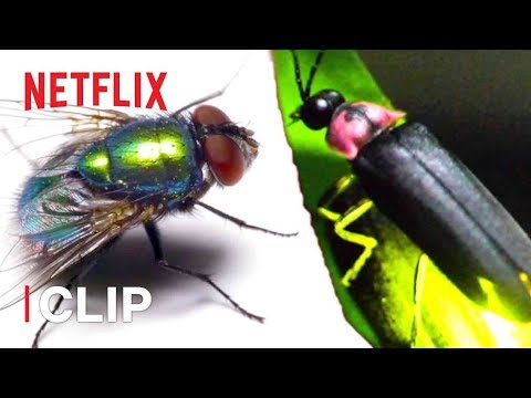 Fly Rap Battle  🎶 Absurd Planet | Netflix Futures