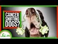 Cancer Detection Methods and Challenges